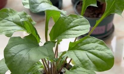 扶朗花养护技巧有哪些？如何延长花期？