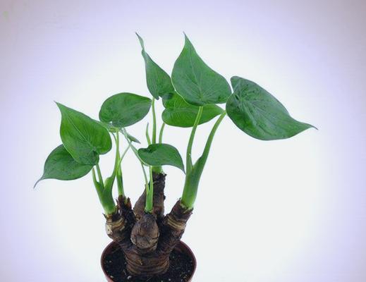 滴水观音这种植物长什么样？如何养护？