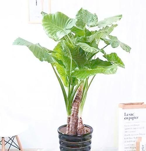 滴水观音这种植物长什么样？如何养护？