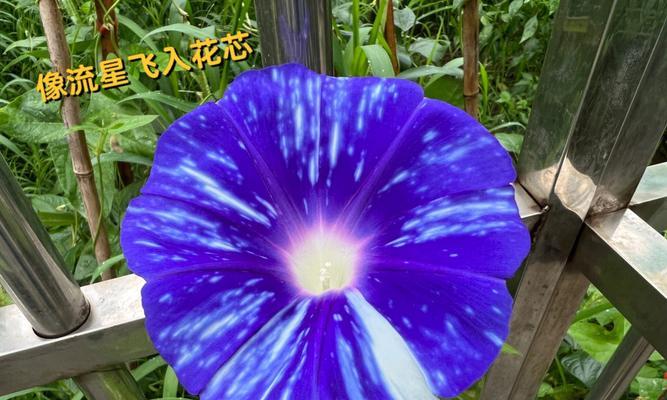 牵牛花催芽妙招有哪些？如何操作？
