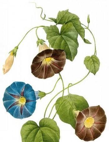 牵牛花催芽妙招有哪些？如何操作？