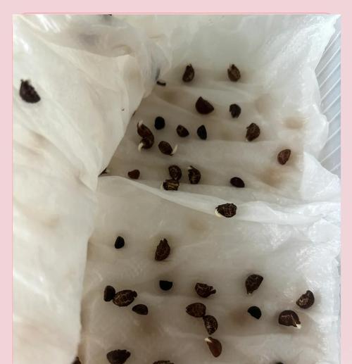 牵牛花催芽妙招有哪些？如何操作？
