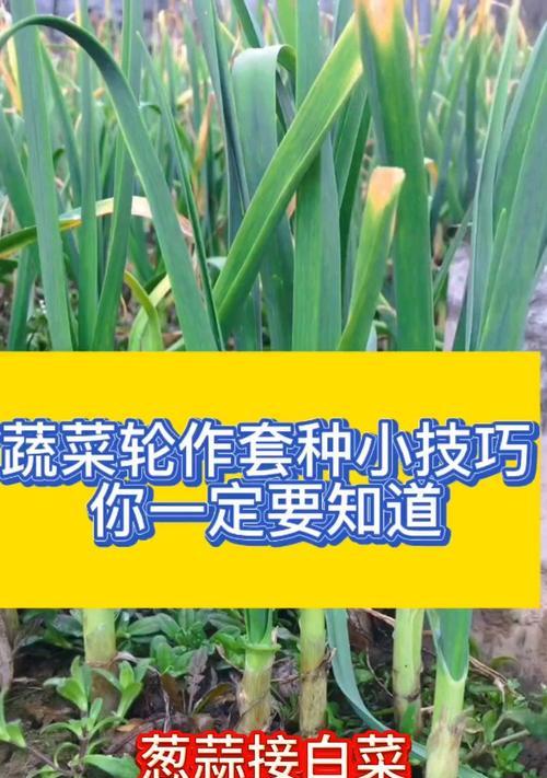 蔬菜种植技术详解：轮作与间作的奥秘是什么？