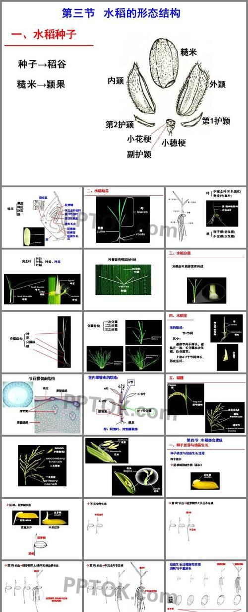 水稻种子催芽关键要素与实用方法解析是什么？