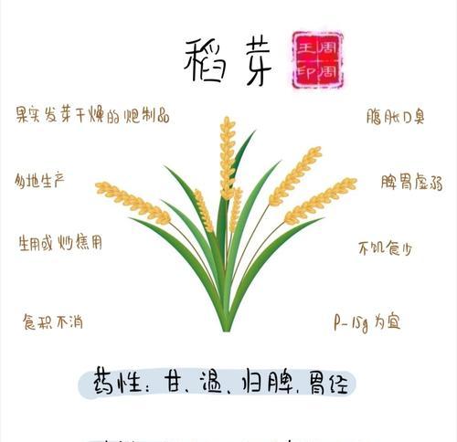 水稻种子催芽关键要素与实用方法解析是什么？