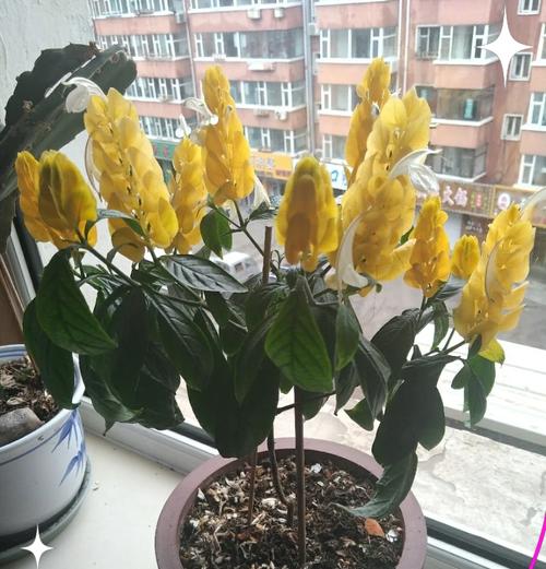 火鹤花的养护指南：轻松掌握家庭养殖技巧是什么？