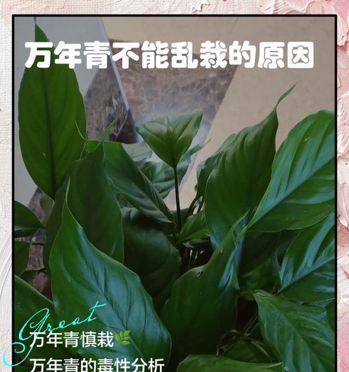 粉黛万年青叶子发黄的原因和解决方法是什么？