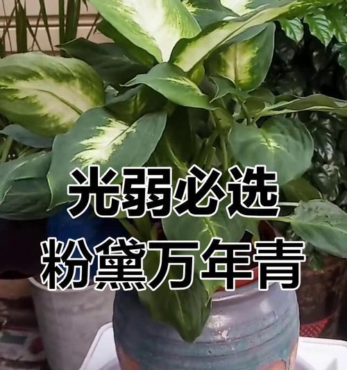 粉黛万年青叶子发黄的原因和解决方法是什么？