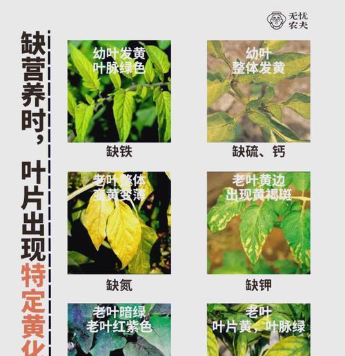 粉黛万年青叶子发黄的原因和解决方法是什么？