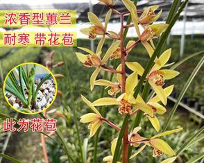 惠兰花盆栽的养护技巧是什么？