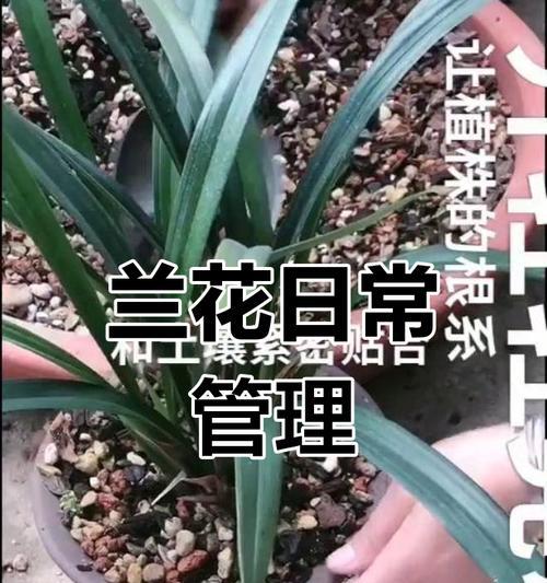 惠兰花盆栽的养护技巧是什么？