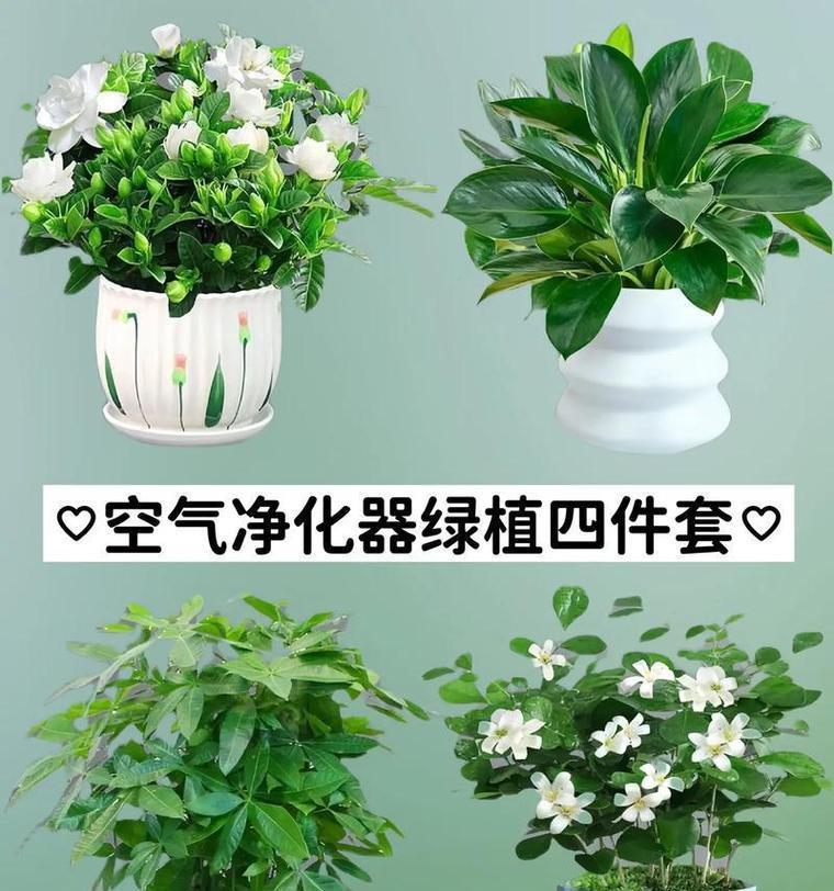 哪些植物能高效除甲醛？推荐哪些植物？