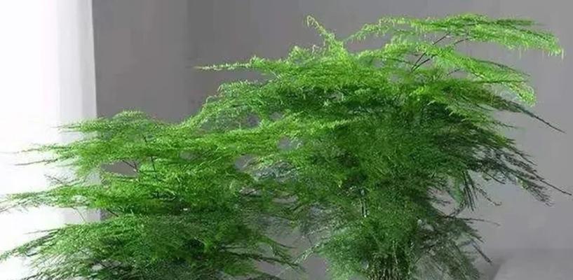 哪些植物能高效除甲醛？推荐哪些植物？
