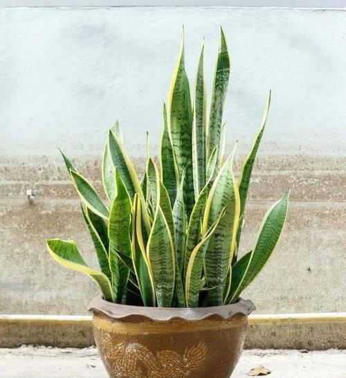 哪些植物能高效除甲醛？推荐哪些植物？