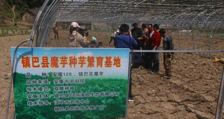 如何催芽各类作物种子？获取春耕好收成的秘籍是什么？