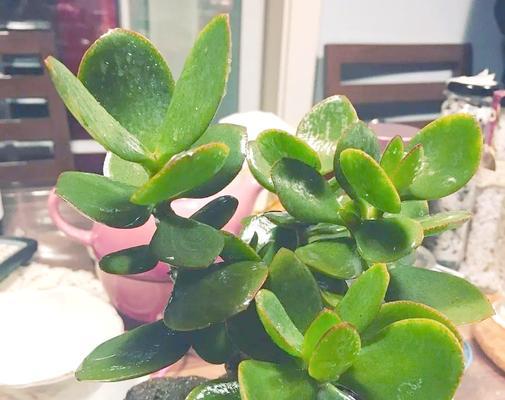 蟹爪兰如何嫁接？3种方案如何实现老花树和“花瀑布”？