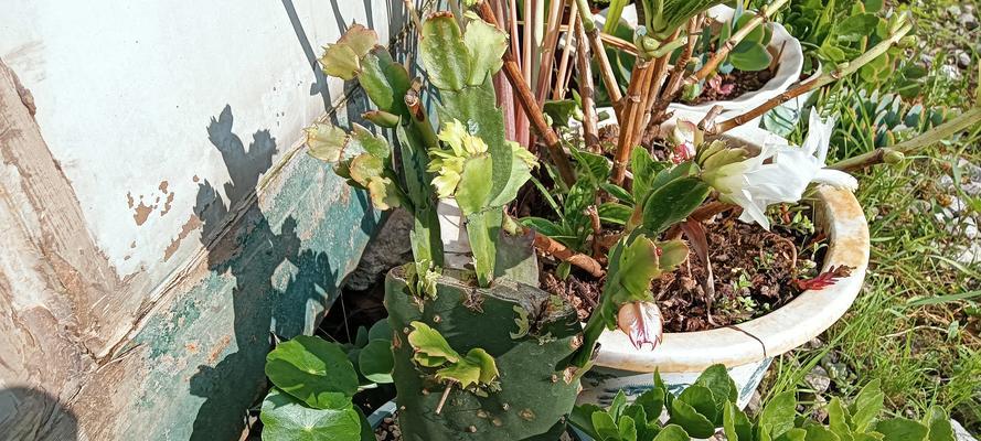 蟹爪兰如何嫁接？3种方案如何实现老花树和“花瀑布”？