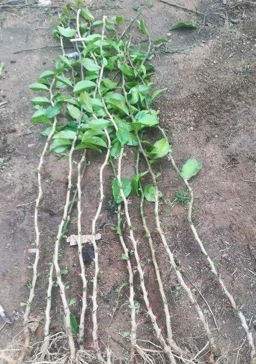 蟹爪兰如何嫁接？3种方案如何实现老花树和“花瀑布”？