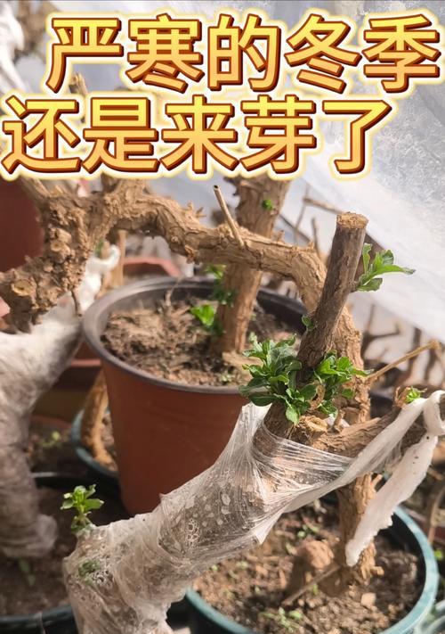 老桩催芽有哪些技巧？