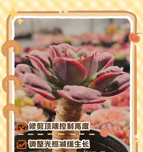 老桩催芽有哪些技巧？
