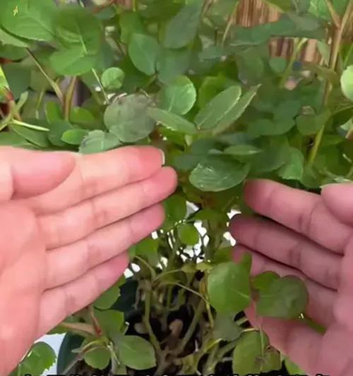月季花黄叶的原因是什么？