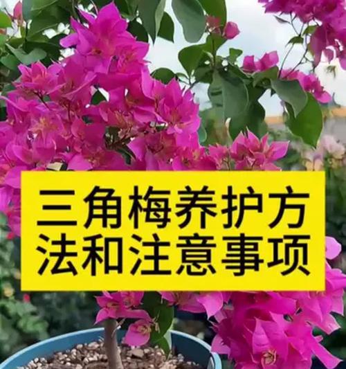 如何养护室内盆栽？