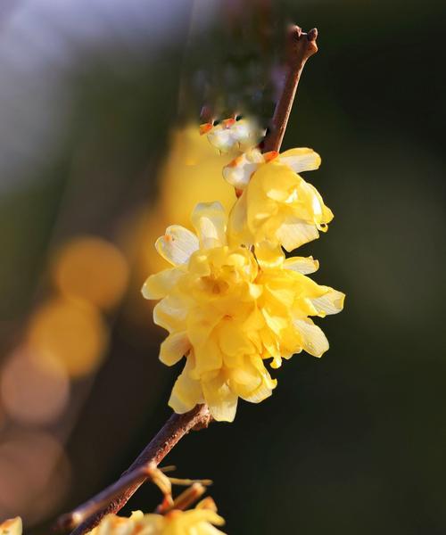 想赏腊梅，何时去最合适？腊梅花的开花时间是什么时候？