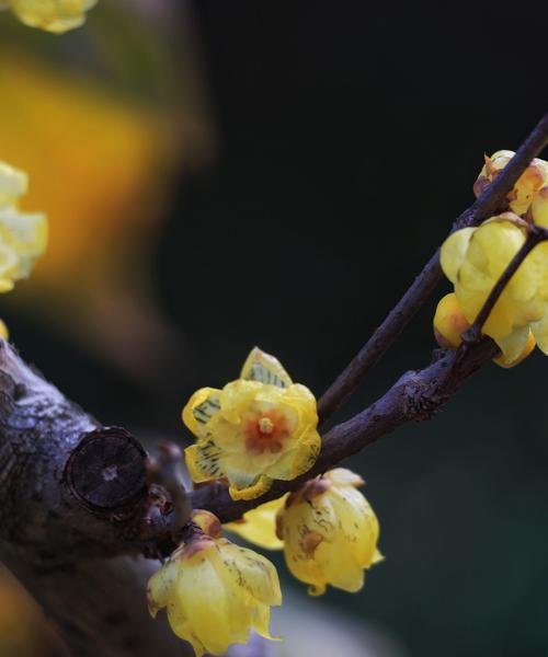 想赏腊梅，何时去最合适？腊梅花的开花时间是什么时候？