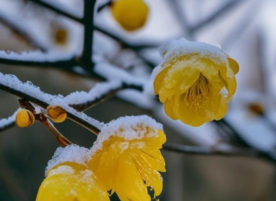 想赏腊梅，何时去最合适？腊梅花的开花时间是什么时候？