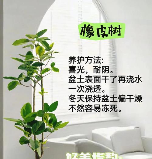 家庭绿植栽培有哪些好方法？六种好养植物的养护技巧是什么？