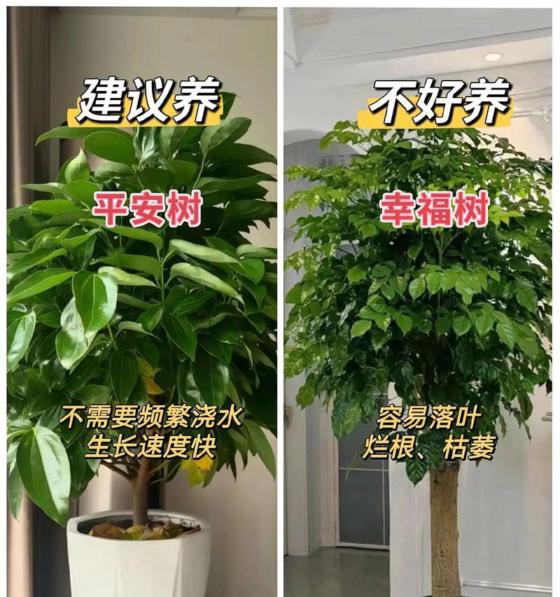 家庭绿植栽培有哪些好方法？六种好养植物的养护技巧是什么？