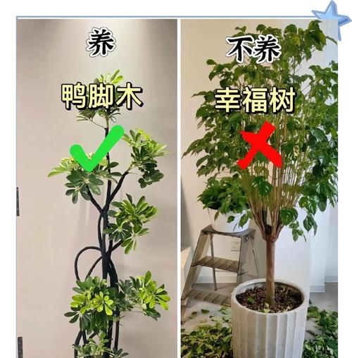 家庭绿植栽培有哪些好方法？六种好养植物的养护技巧是什么？