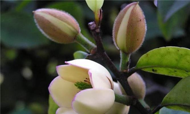 含笑花如何移植和养护？施肥方法是什么？