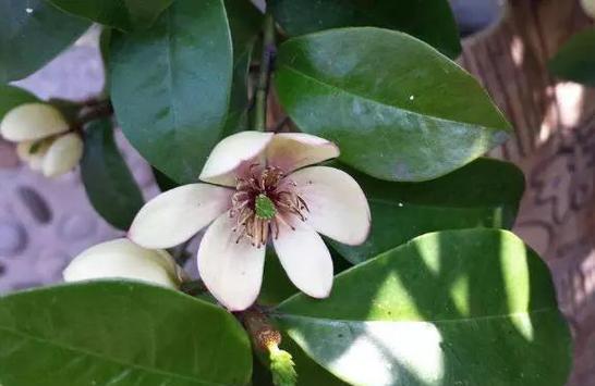 含笑花如何移植和养护？施肥方法是什么？