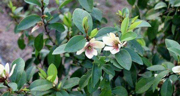 含笑花如何移植和养护？施肥方法是什么？