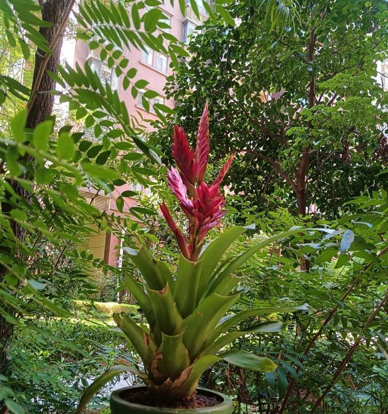 鸿运当头花如何养护才能开花？