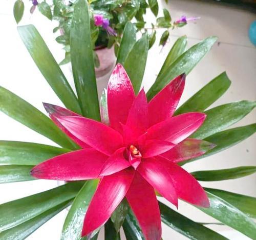 鸿运当头花如何养护才能开花？