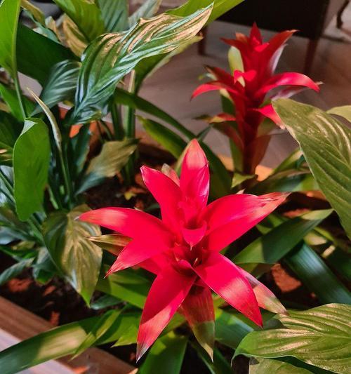鸿运当头花如何养护才能开花？