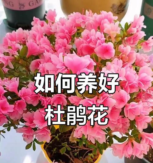 如何全方位养护杜鹃花？