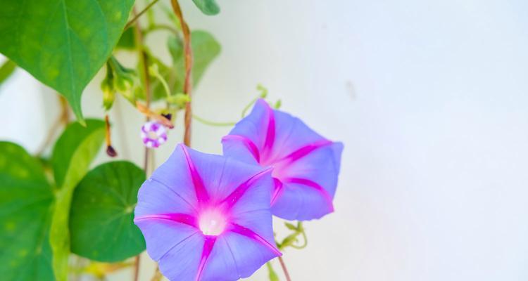 牵牛花有哪些品种？最美的六大品种是什么？