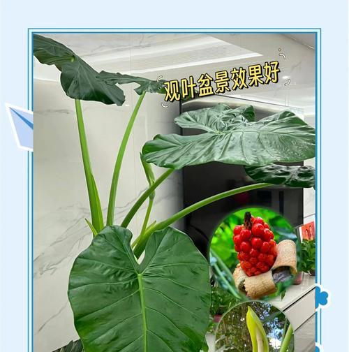 滴水观音的植物特点是什么？