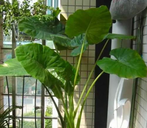 滴水观音的植物特点是什么？