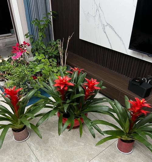 鸿运当头植物盆栽有哪些？如何选择合适的鸿运当头植物盆栽？