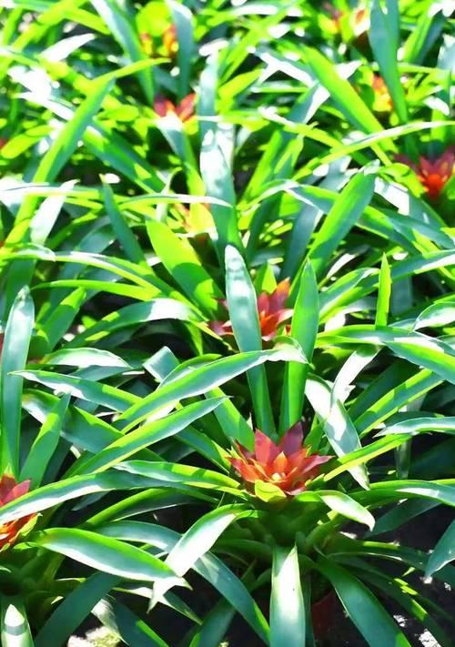 鸿运当头植物盆栽有哪些？如何选择合适的鸿运当头植物盆栽？