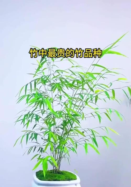河边适合栽种哪些品种的竹子？如何选择合适的竹子品种？