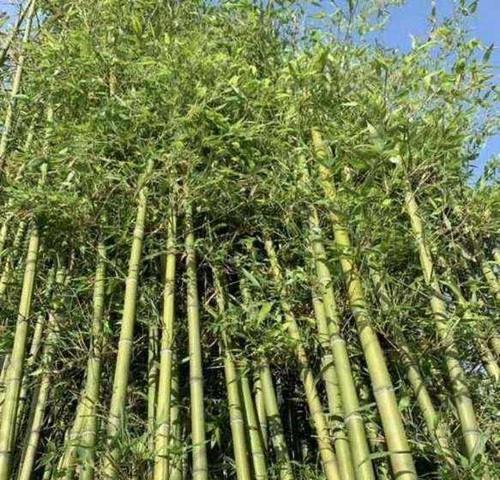 河边适合栽种哪些品种的竹子？如何选择合适的竹子品种？