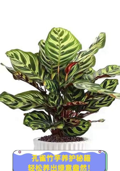 哪些植物可以随手摘枝轻松养？这13种植物如何让你家绿意盎然？