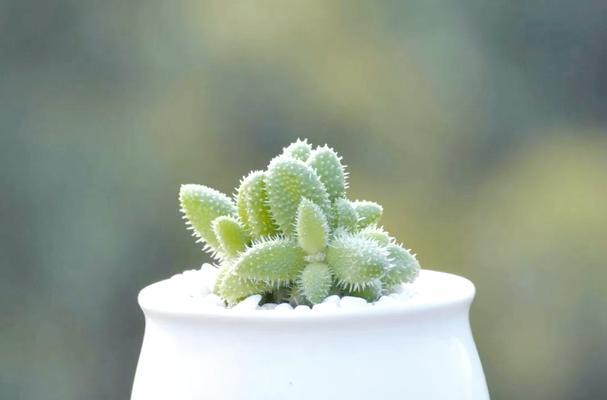哪些植物可以随手摘枝轻松养？这13种植物如何让你家绿意盎然？