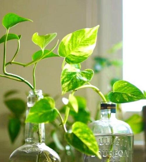 哪些植物可以随手摘枝轻松养？这13种植物如何让你家绿意盎然？