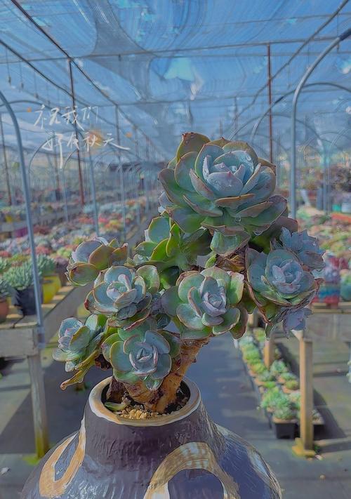 什么植物最旺入门屏风？如何选择合适的植物？